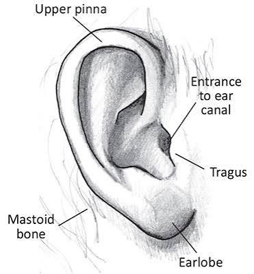 Ear anatomy — pinna, ear canal, tragus