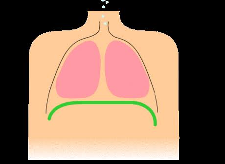 Chest with lungs and diaphragm